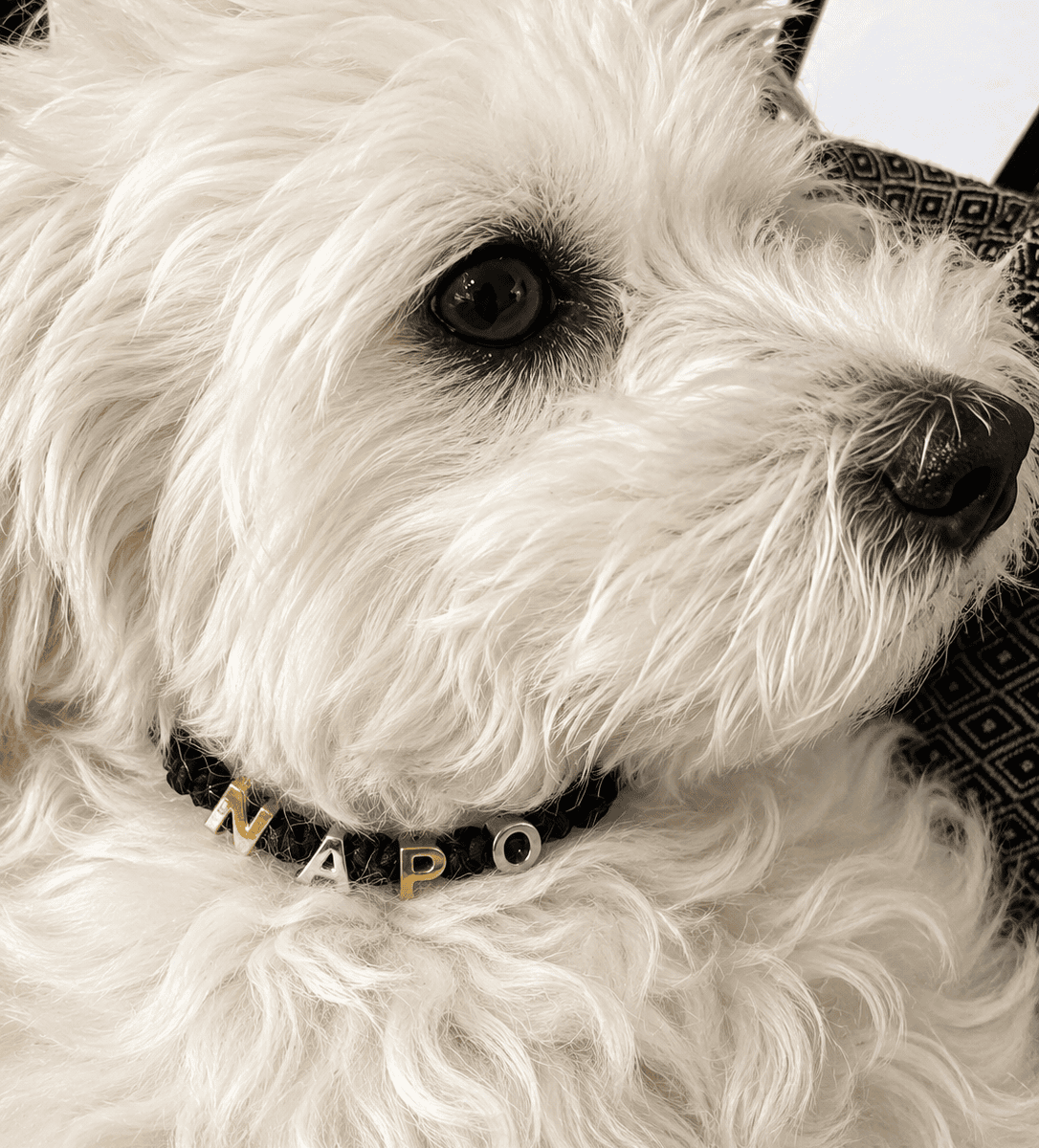 Love Boat  Re-Edition DOG